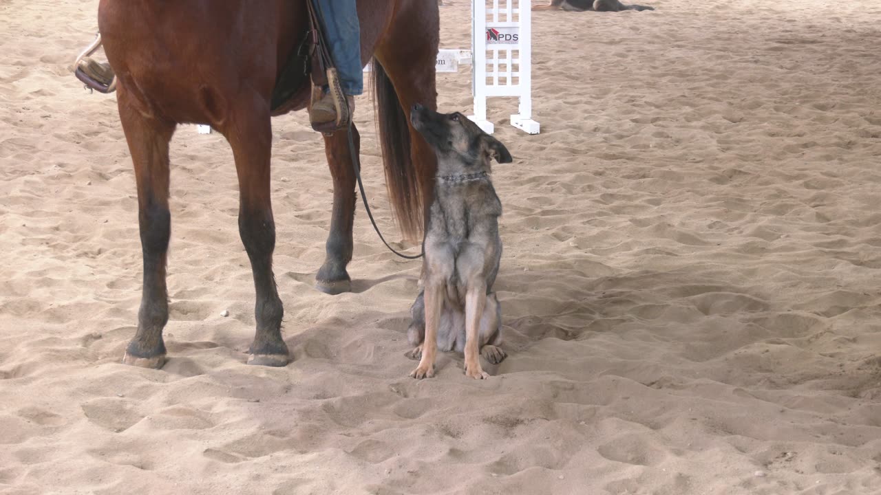German Shepherd Working With A Horse