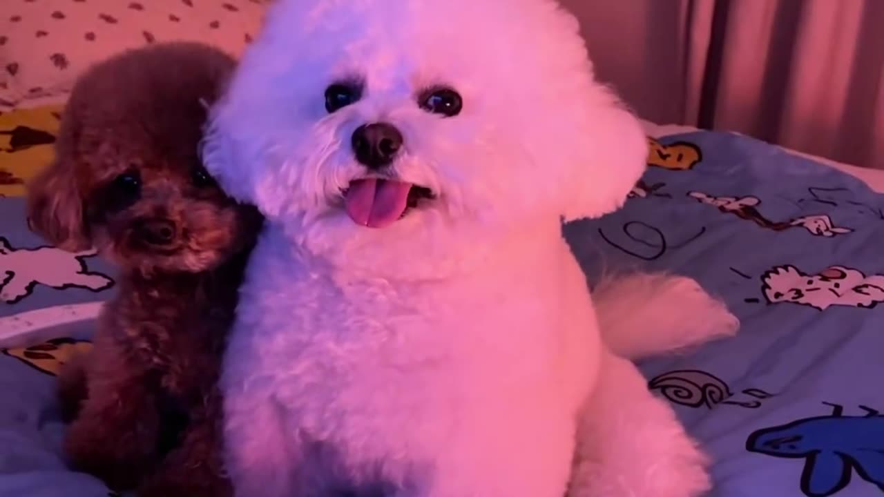 Cute 🐶 🐶