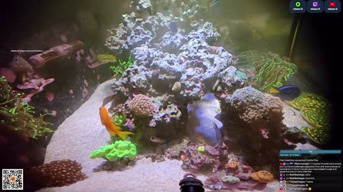 24/7 Real Live Reef Stream