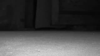 Trending: Something ATTACKS Shane! | The Holzer Files | Travel Channel