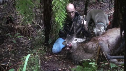 Wet weather hunt, Stag down!