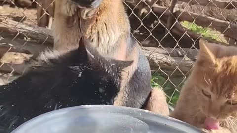 Milk Shower! Cats and Dog Getting Fresh Milk