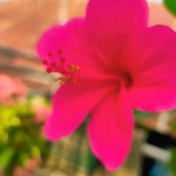 Guess which flower is this...???