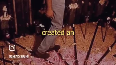 Universe 25 horrifying mouse utopia experiment