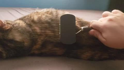 Cat Getting the World’s Most Satisfying Brush — You Won’t Stop Watching