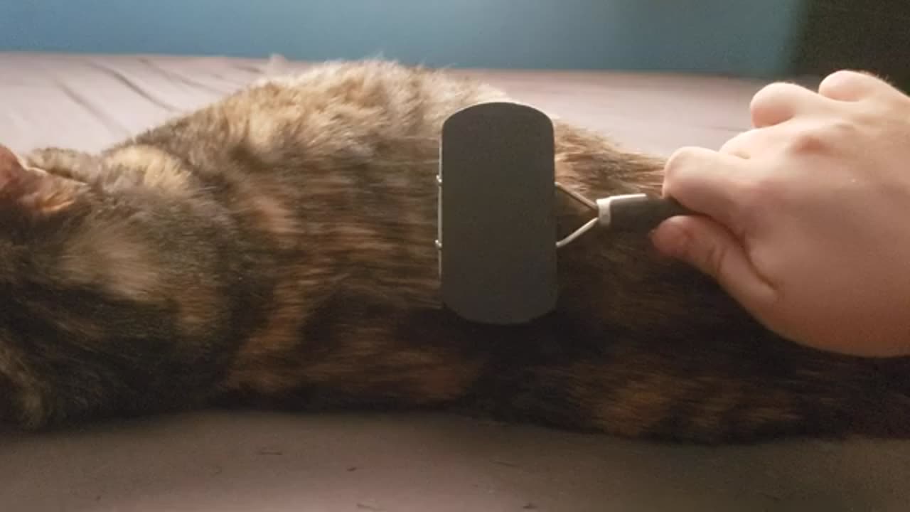 Cat Getting the World’s Most Satisfying Brush — You Won’t Stop Watching