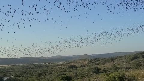Bats Flying Out of a Cave