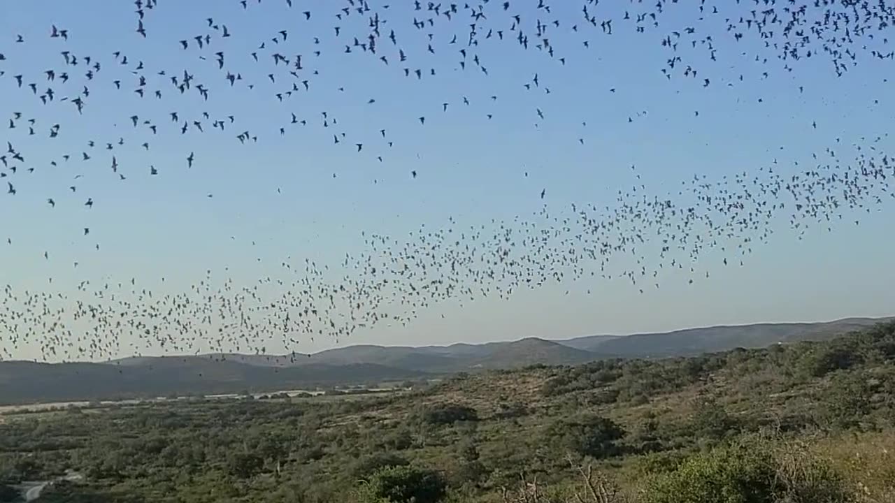 Bats Flying Out of a Cave