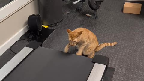 Harpo's Treadmill Workout