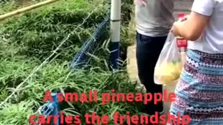 🍍🇲🇲 Myanmar War | Pineapple Symbolizes Myanmar's Resilience | RCF