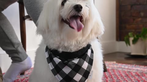 A white dog sitting on a rug with a black and white checkered bandana