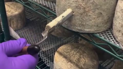 🤯🧀 Discover How This Iconic Blue Cheese Was Accidentally Discovered! Blue Cheese Secrets | FeedMyCur