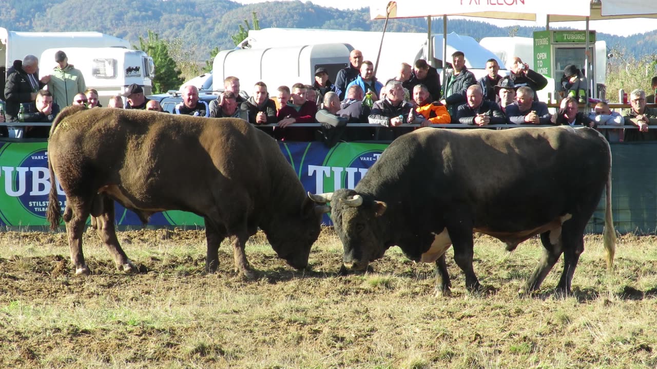 Lugo od Šašana vs Peran od Seferovića Graci 2024
