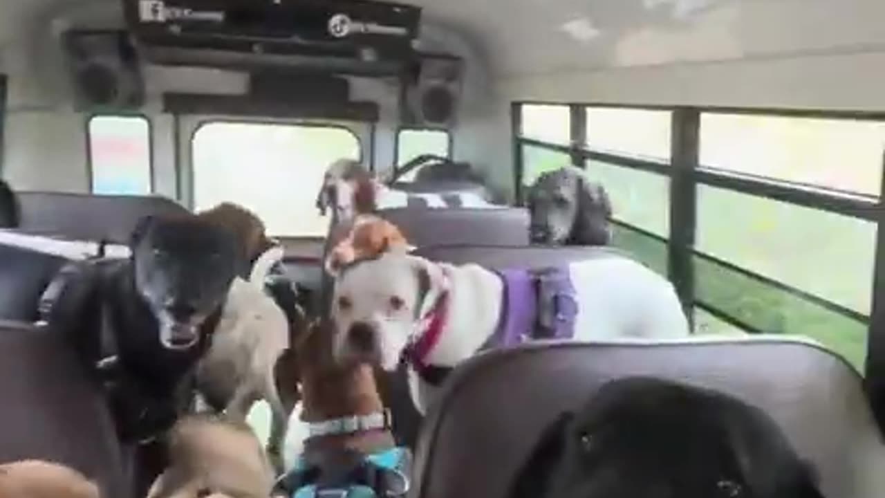 This is the best thing I've seen today!