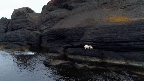 POLAR BEARS! Bet you didn't know