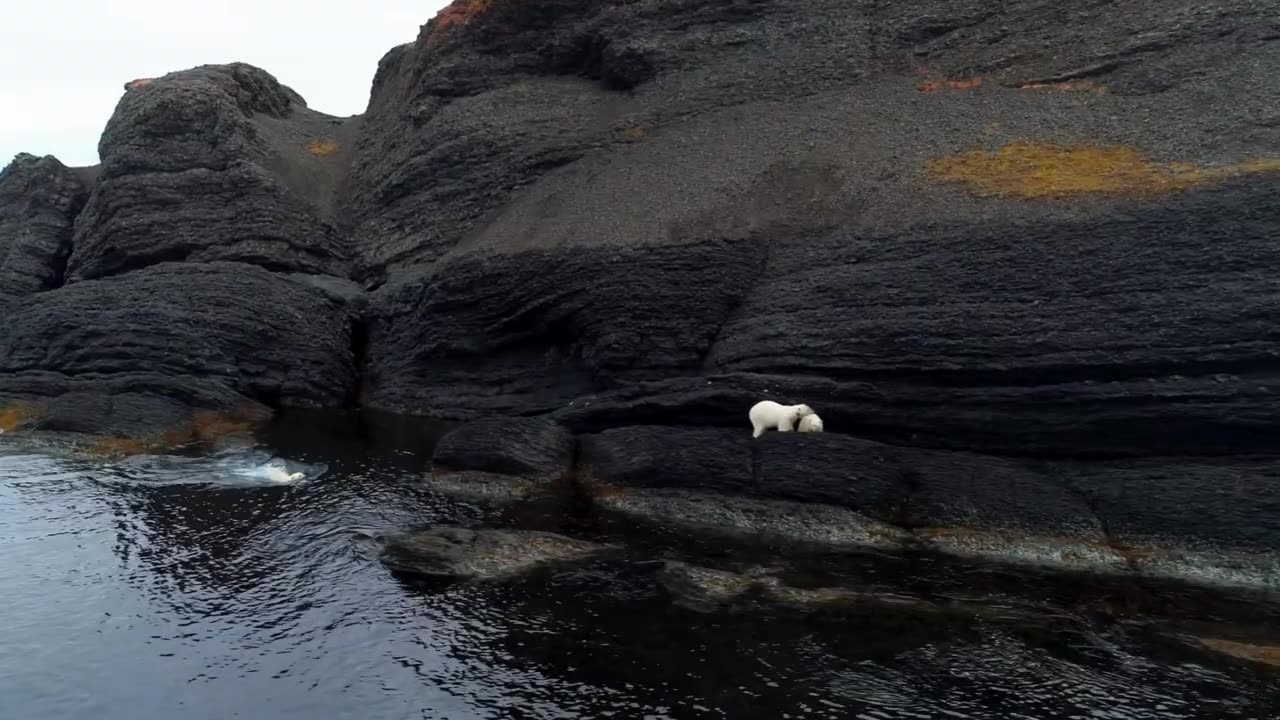 POLAR BEARS! Bet you didn't know