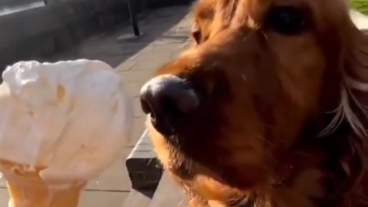 😂🐶 This Puppy's 'Smol Bite' Will Melt Your Heart! | FunFM