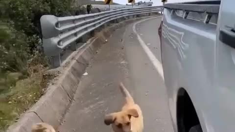 Dogs walk freely, well fed and properly treated, probably in Georgia 🇬🇪