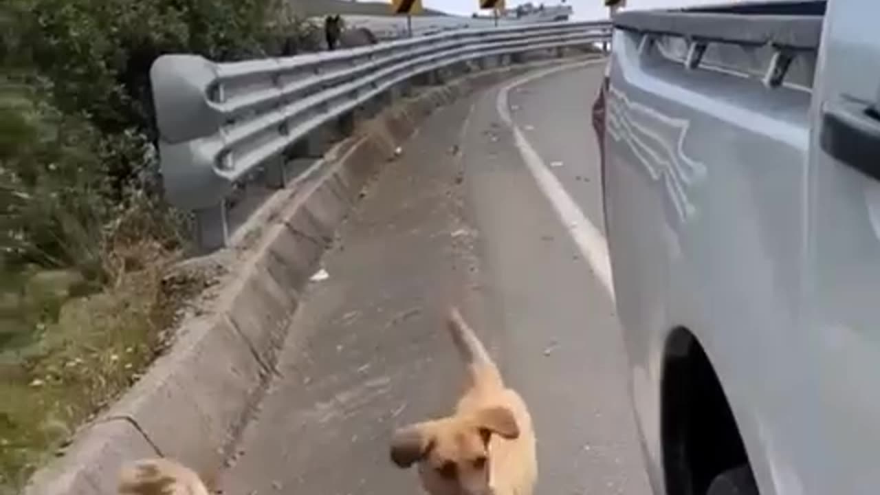 Dogs walk freely, well fed and properly treated, probably in Georgia 🇬🇪