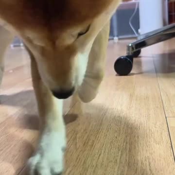 Silly Shiba Inu Moments
