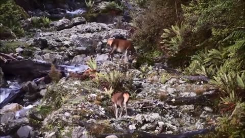 Amazing bow hunting highlights
