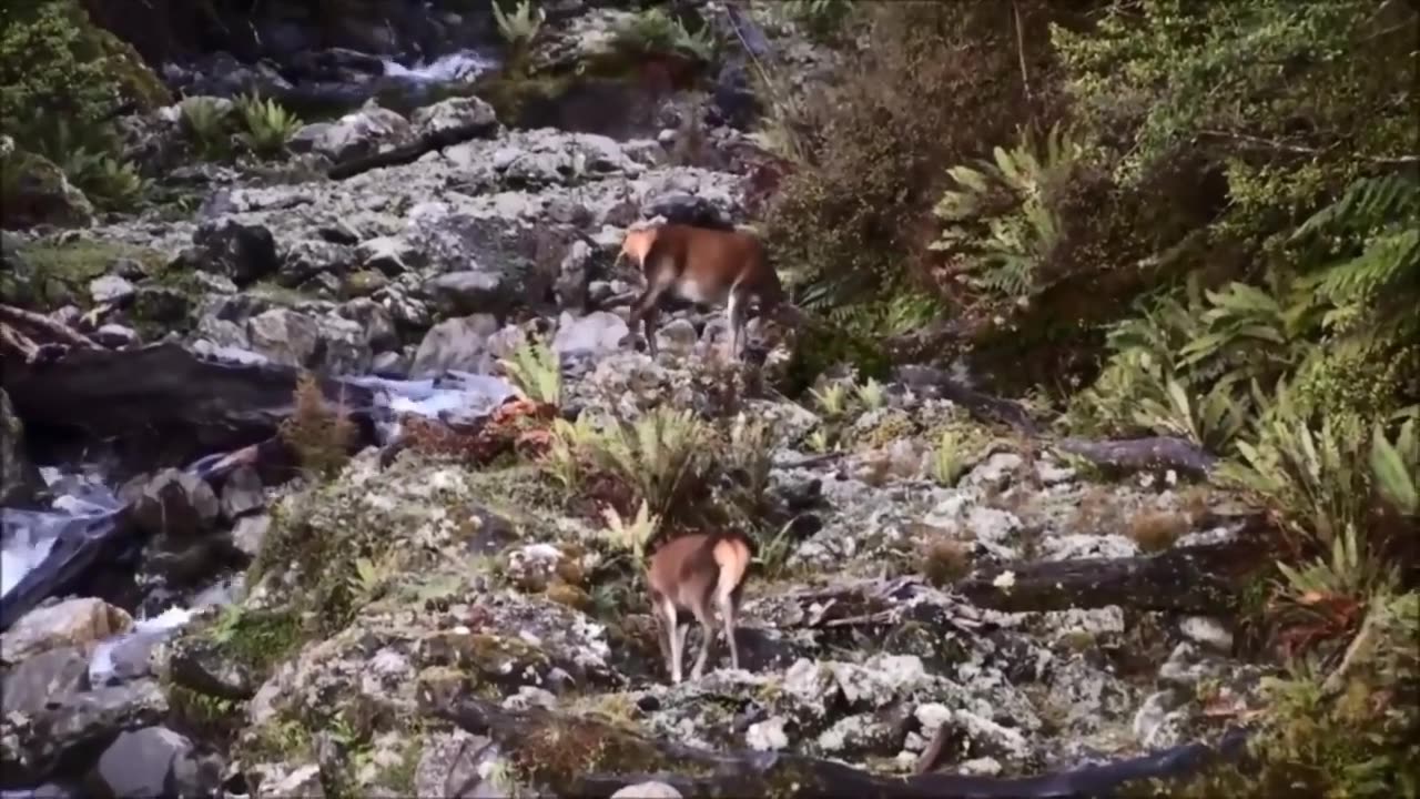Amazing bow hunting highlights