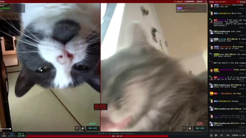 Fishtank.live Battle Chat open beta P16