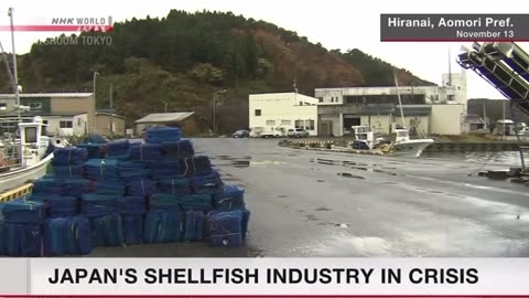 NEW - Farmed oysters and scallops in Japan are dying off prematurely