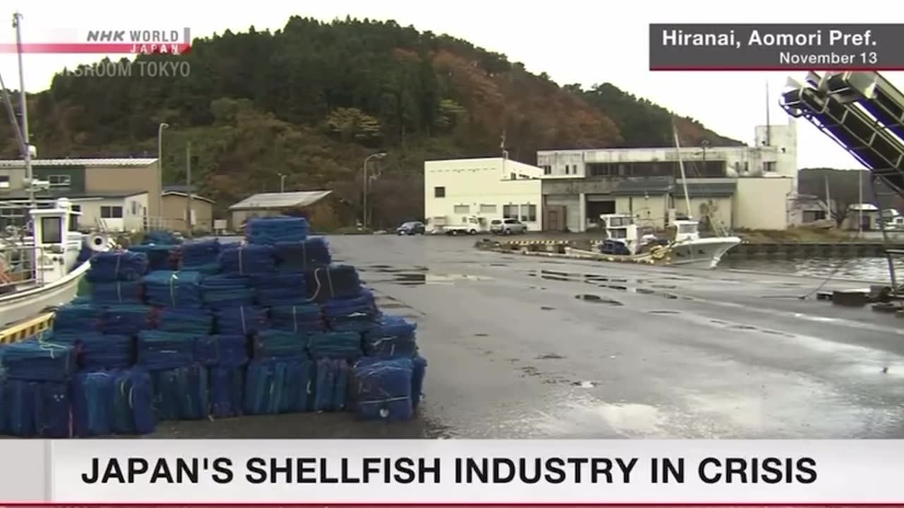 NEW - Farmed oysters and scallops in Japan are dying off prematurely