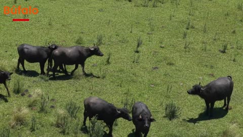 Los Gigantes del Agua: Razas de Búfalos que Dominaron el Mundo Rural