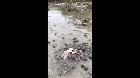 Hermit Crabs: The “Janitors of the Sea” at Work 🦀🐟