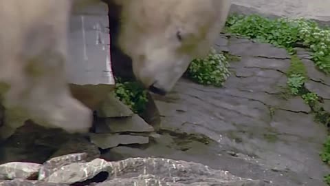 Desperate Polar Bear Raids Cliffside Bird Colony 🐻‍❄️🐦 Summer Hunt!