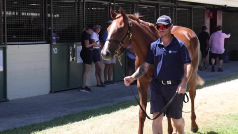 Inside Magic Millions 2026: The $100k Hitotsu Colt! 🐎🔨