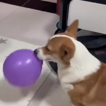 Tiny Corgi, Big Heart: Must-Watch Moments