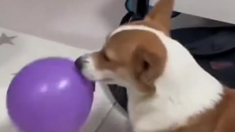 Tiny Corgi, Big Heart: Must-Watch Moments