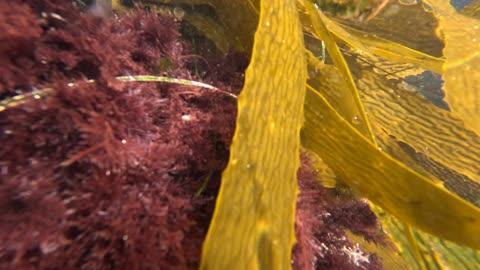 Fun with Lobster and Fish #lowtide #lobster #fish