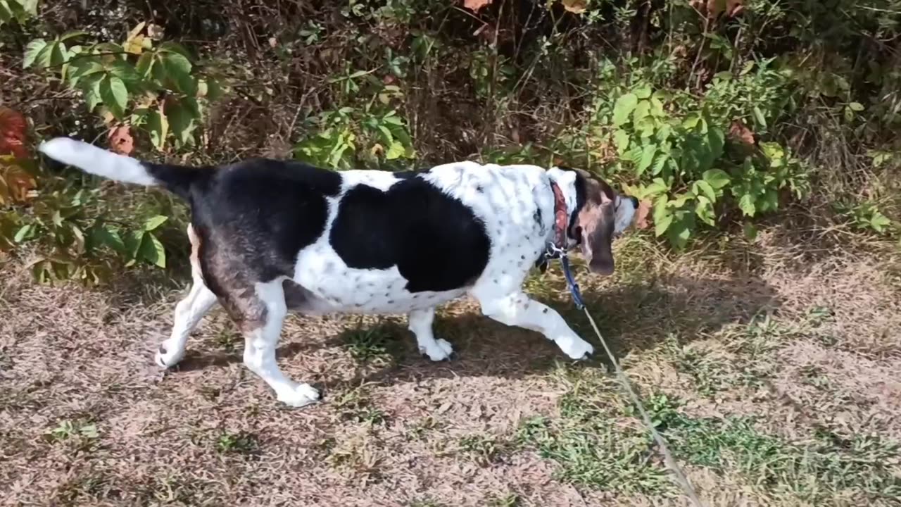 Bandit