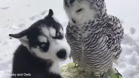 Animals Becoming Best Friends in the World 😍 Funny ANIMALS Video 2025