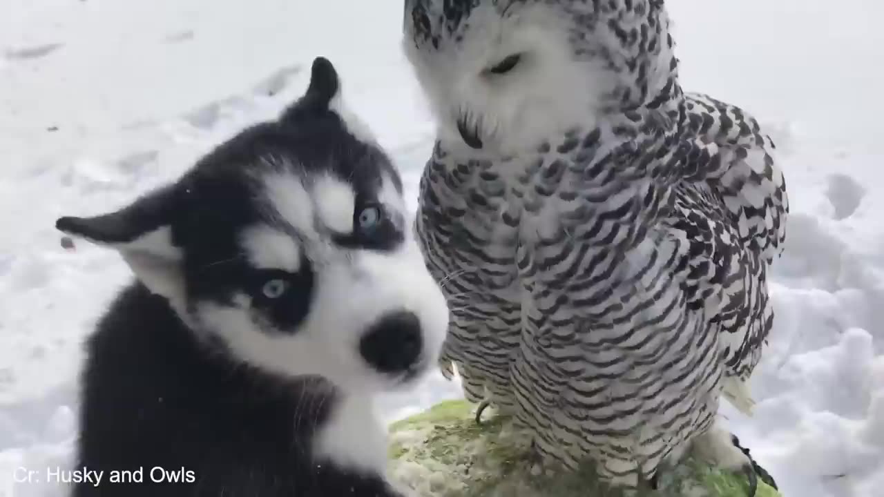 Animals Becoming Best Friends in the World 😍 Funny ANIMALS Video 2025