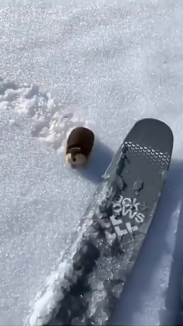 Feisty little guy 😍