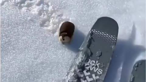 Feisty little guy 😍