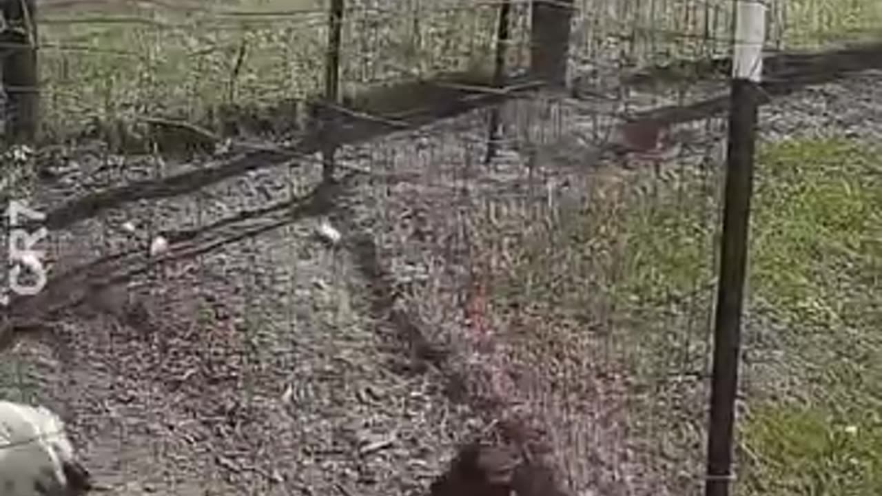 Crazy confrontations and battles between animals 82K 27M Views 82K 194 