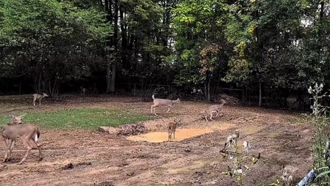 Multiple Families of Deer and Fawns Play in Small Pond