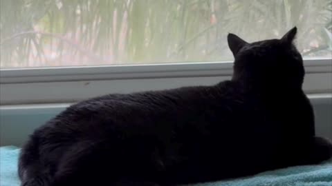 Cute Precious Piper Looks So Sweet in Her Spa - My Adopted Shelter Cat Vlog #shorts