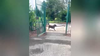 New Funny Animals 2023 😅 Funniest Cats and Dogs 😹🐶 Part #1