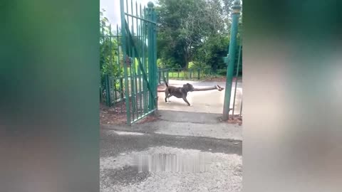 New Funny Animals 2023 😅 Funniest Cats and Dogs 😹🐶 Part #1