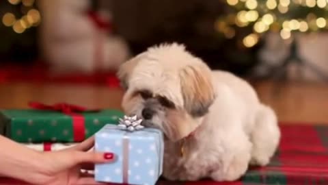 🐶🎁 My Dog Carefully Picked His Christmas Gift Box… Cutest Moment Ever ❤️🎄