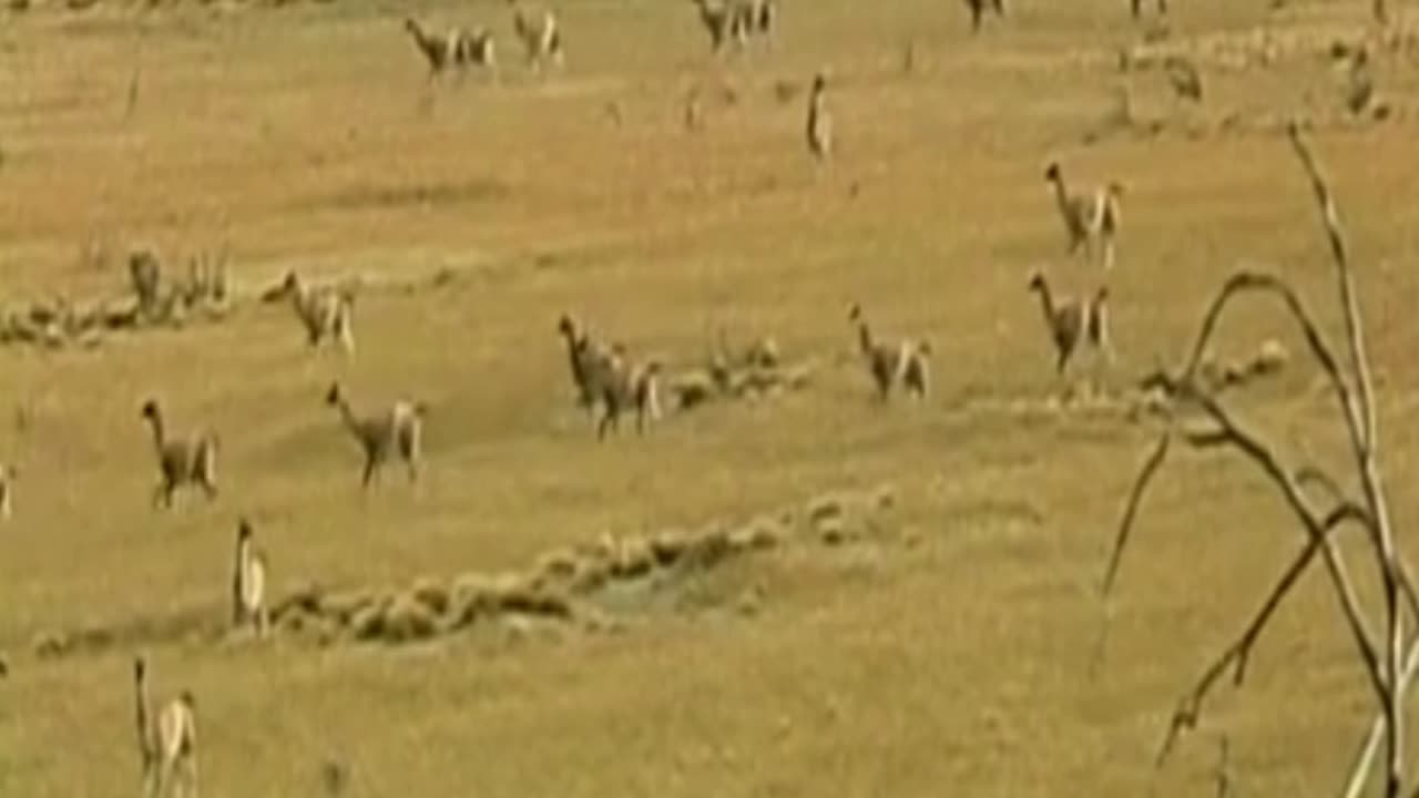 guanacos