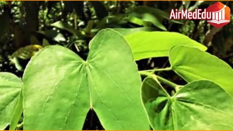 45 Beneficios de las Hojas de Pata de Vaca