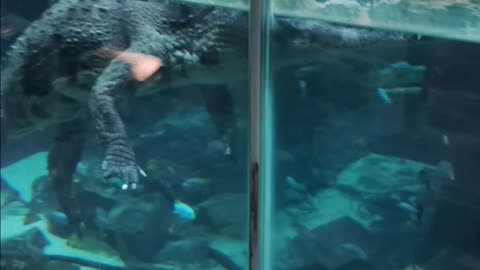 African Crocodile at The San Diego Zoo